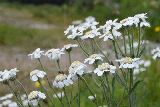Sneezewort, Achillea ptarmica