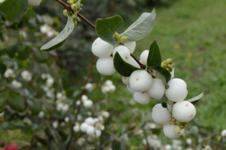 Snowberries, Symphoricarpos albus