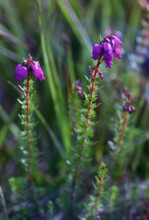 Bell Heather, Erica cinerea