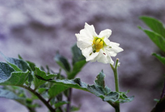 Potato flower, Solanum tuberosum