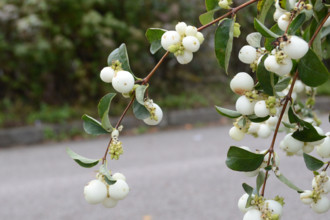 Snowberry, Symphoricarpos albus