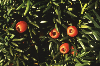 Yew, Taxus baccata