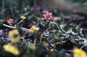 Scarlet Pimpernell, Anagallis arvensis