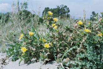 Spanish Oyster Plant, Scolymus hispanicus