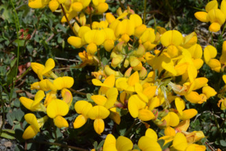 Bird’s Foot Trefoil, Lotus corniculatus