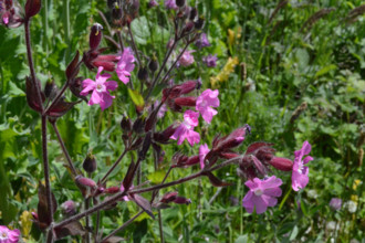 Red Campion, Silene dioica