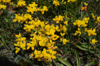Bird‘s Foot Trefoil, Lotus corniculatus