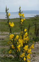 Broom, Cystisus scopaius