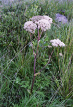Angelica, Angelica archangelica