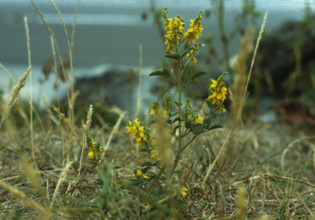Melilot, Melitotus officinalis