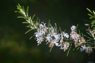 Rosemary, Salvia rosmarinus