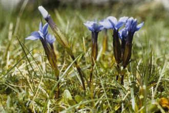 Spring Gentian, Gentiana verna