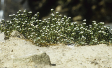 Scurvey Grass, cochlearia officinalis