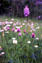 Orchid, Dactylorhiza