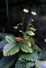 Wild Strawberry, Frageria vesca