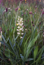 Butterfly Orchid, Platanthera