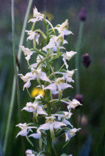 Butterfly Orchid, Platanthera