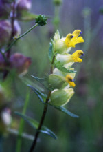 Yellow Rattle, Rhinanthus minor