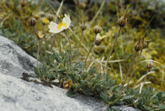 Mountain Avens, Dryas octopetala