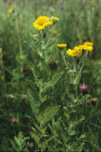 Fleabane, Pulcaria dysenterica