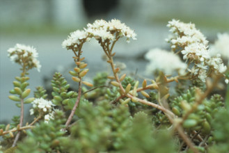 English Stonecrop, Sedum anglicum