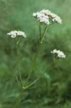Valerian, Valerians officinalis