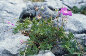 Bloody Cranesbill, Geranium sanguineum