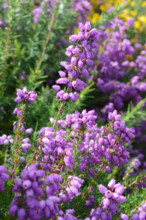 Bell Heather, Erica cinerea