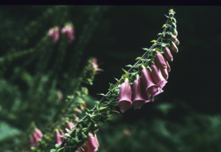 Foxglove, Digitalis purpura