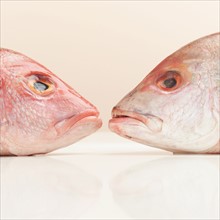 Still life of two fish heads.