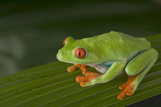 Closeup of red eyed tree frog.
