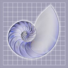 Nautilus shell against grid background.