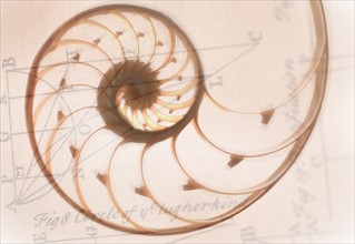 A spiral shaped nautilus shell.