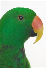 Profile of green bird.