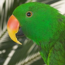 Profile of bird with greenery.
