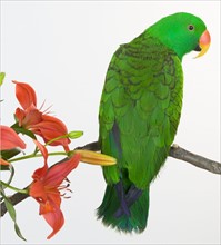 Green bird perched with flowers.