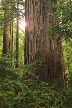 Redwoods in Muir Woods National Park California USA.