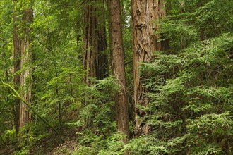 Redwoods  Muir Woods  California.