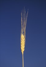 Closeup of a single wheat stalk.