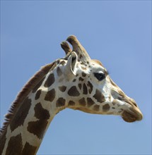 Profile of a giraffe's head.