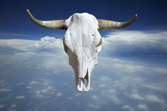 Cow skull over clouds.