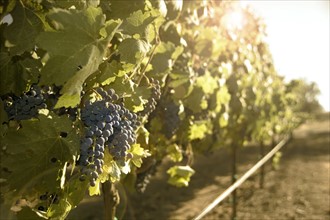 Closeup of wine grapes in California.