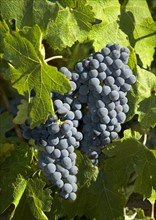 Closeup of California wine grapes.