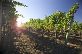 A vineyard in California.