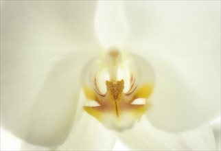 Close up of an orchid.