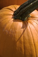 Closeup of a pumpkin.