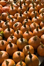 Field of pumpkins.