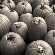 A bunch of pumpkins.