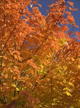 A tree in full autumn color.