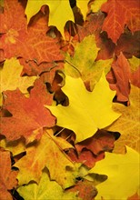 Closeup of fallen autumn leaves.
